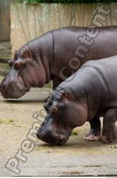 Head Hippopotamus